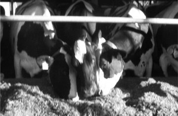 Effects of Regrouping Dairy Cows (Vol 11-1)