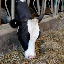 Why cattle graze the bunk: effects of variation in TMR quality on feeding behaviour