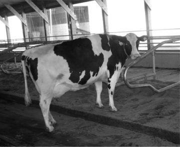 Lameness: A Transition Cow Disease