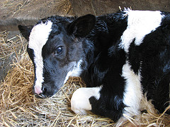 Use and perceptions of on-farm emergency slaughter for dairy cows in British Columbia