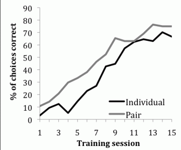 Individual housing of dairy calves leads to learning deficits (Vol 14-2)