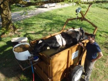 Flotation therapy for downer cows (Vol 16-1)