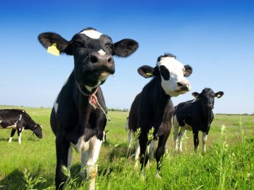 Some cows are more bullish than others: Animal Welfare study