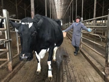 Lameness in dry cows: a link to transition disease?