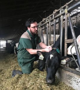 Pedometers on dairy cattle can point to better fertility