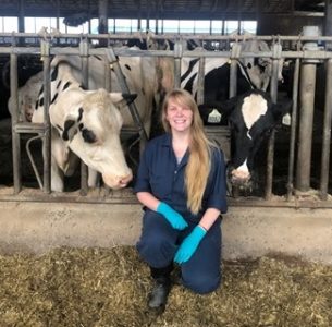 Helping cows with reduced estrous expression achieve greater fertility